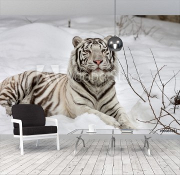 Picture of A white bengal tiger calm lying on fresh snow